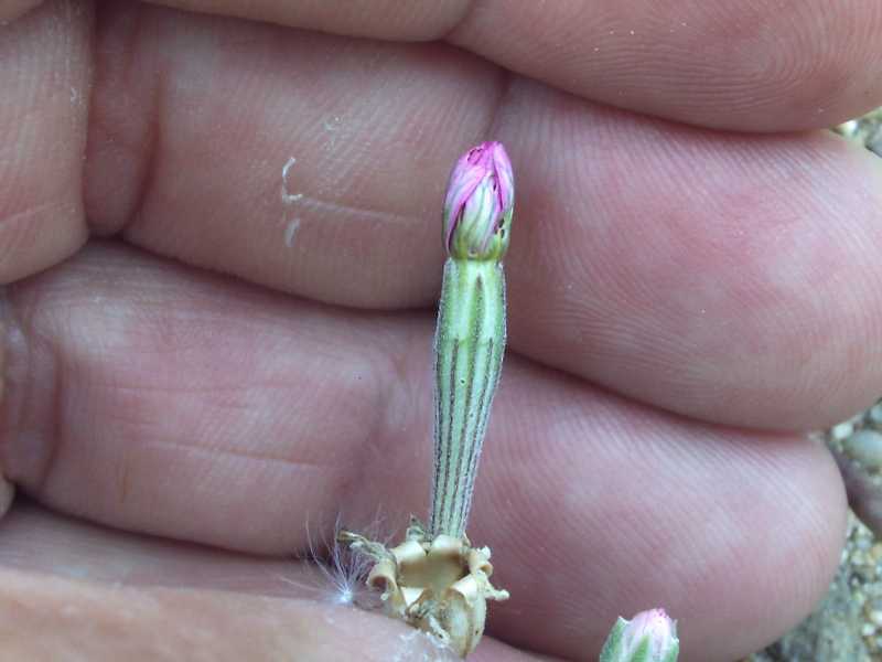 Silene cfr.nicaeensis